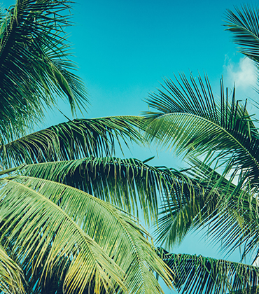 palm background